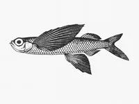 Shortfin flyingfish (Prognichthys brevipinnis)