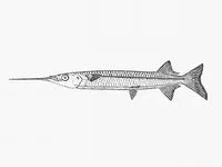 Shortfin halfbeak (Hyporhamphus improvisus)