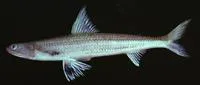 Shortfin lizardfish (Saurida micropectoralis)