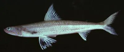 Shortfin lizardfish (Saurida micropectoralis)