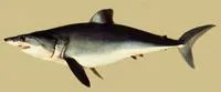 Shortfin mako (Isurus oxyrinchus)
