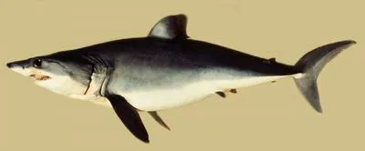 Shortfin mako (Isurus oxyrinchus)