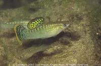 Shortfin molly (Poecilia mexicana)