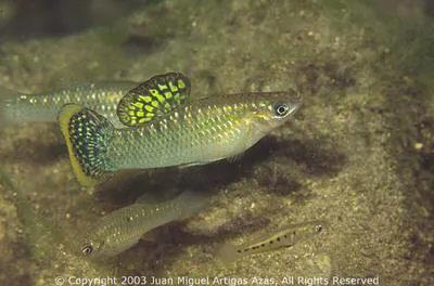 Shortfin molly (Poecilia mexicana)