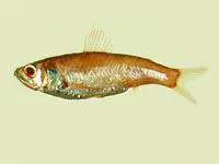 Shortfin neoscopelid (Neoscopelus microchir)