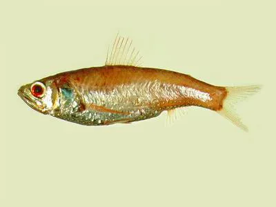 Shortfin neoscopelid (Neoscopelus microchir)