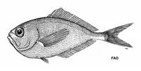 Shortfin pomfret (Brama pauciradiata)