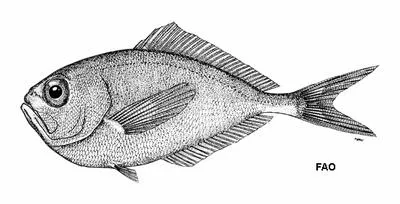 Shortfin pomfret (Brama pauciradiata)