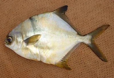 Shortfin pompano (Trachinotus teraia)
