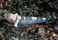 Shortfin sand stargazer (Platygillellus rubellulus)