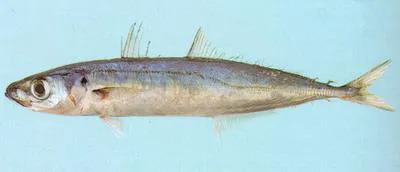 Shortfin scad (Decapterus macrosoma)