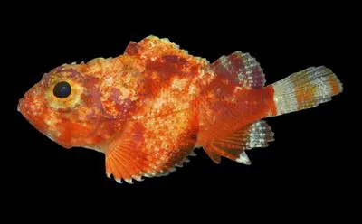 Shortfin scorpionfish (Scorpaena brachyptera)