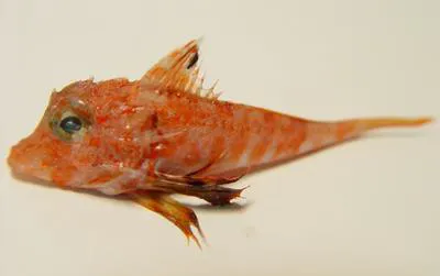 Shortfin searobin (Bellator brachychir)