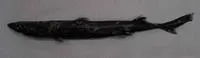 Shortfin smooth lanternshark (Etmopterus joungi)
