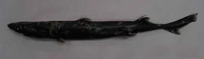 Shortfin smooth lanternshark (Etmopterus joungi)