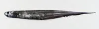 Shortfin spiny eel (Notacanthus bonaparte)
