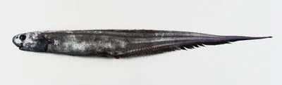 Shortfin spiny eel (Notacanthus bonaparte)