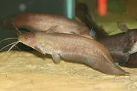 Shortfin tandan (Neosilurus brevidorsalis)