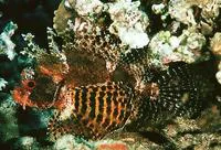 Shortfin turkeyfish (Dendrochirus brachypterus)