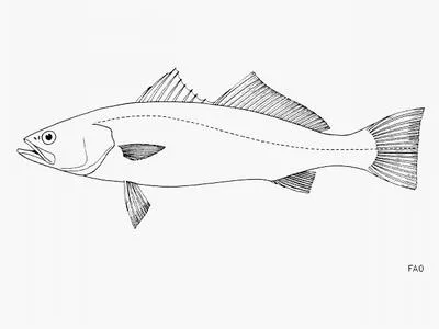 Shortfin weakfish (Cynoscion parvipinnis)
