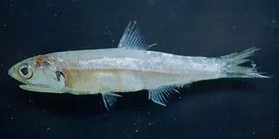 Shortfinger anchovy (Anchoa lyolepis)