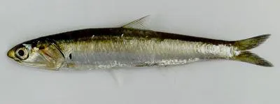 Shorthead anchovy (Encrasicholina heteroloba)