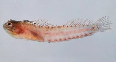 Shorthead blenny (Emblemariopsis bottomei)