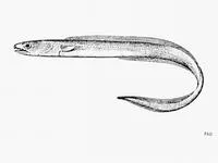 Shorthead conger (Bathycongrus macrurus)