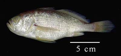Shorthead drum (Larimus breviceps)