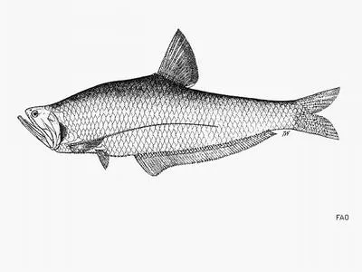 Shorthead hairfin anchovy (Setipinna breviceps)