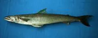 Shorthead lizardfish (Synodus scituliceps)