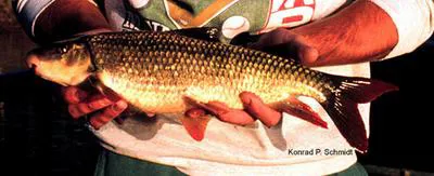 Shorthead redhorse (Moxostoma macrolepidotum)
