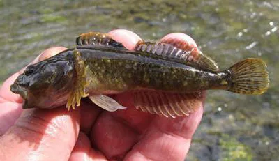 Shorthead sculpin (Cottus confusus)