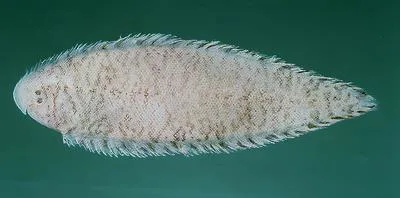 Shortheaded tonguesole (Cynoglossus kopsii)