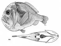 Shorthorn fangtooth (Anoplogaster brachycera)