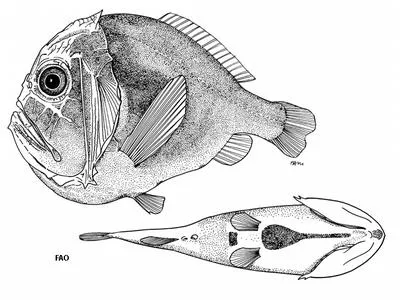 Shorthorn fangtooth (Anoplogaster brachycera)