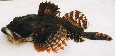 Shorthorn sculpin (Myoxocephalus scorpius)