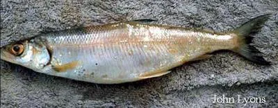 Shortjaw cisco (Coregonus zenithicus)