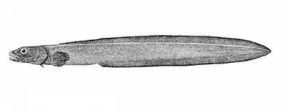 Shortjaw eelpout (Lycenchelys jordani)