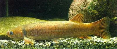 Shortjaw kokopu (Galaxias postvectis)
