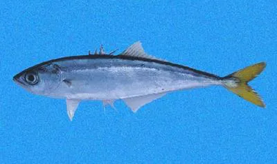 Shortjaw leatherjacket (Oligoplites refulgens)
