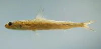Shortjaw lizardfish (Saurida normani)
