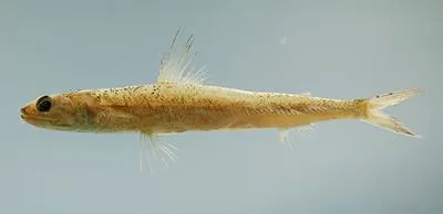 Shortjaw lizardfish (Saurida normani)
