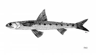 Shortjaw saury (Saurida isarankurai)