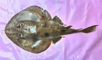 Shortlip electric ray (Narcine brevilabiata)