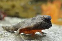 Shortnose batfish (Ogcocephalus nasutus)