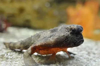 Shortnose batfish (Ogcocephalus nasutus)