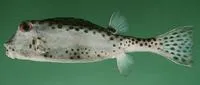 Shortnose boxfish (Rhynchostracion nasus)