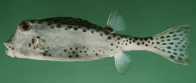 Shortnose boxfish (Rhynchostracion nasus)