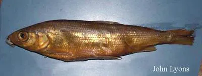 Shortnose cisco (Coregonus reighardi)